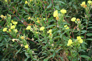 evening primrose